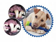 Kartáček a kousátko pro psy Chewbrush